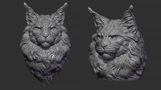 Maine Coon head