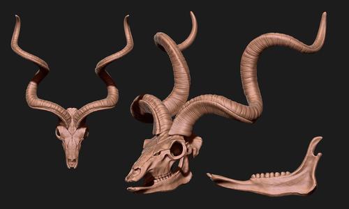 Kudu - Tragelaphus strepsiceros Skull - CNC and