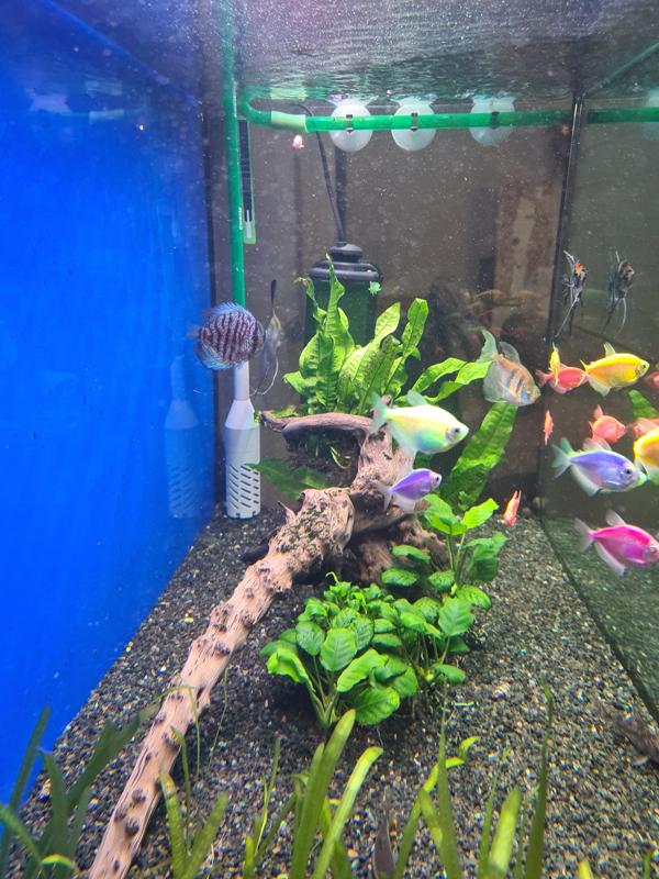 Aquarium Filter Strainer 12mm
