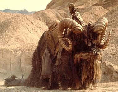 Bantha animal with long hair and horns