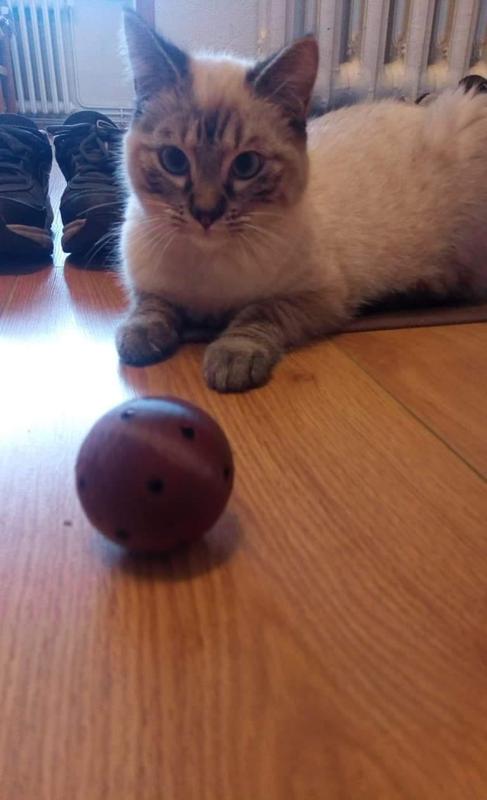 cat toy