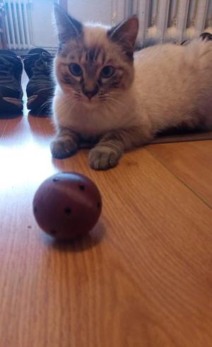 cat toy