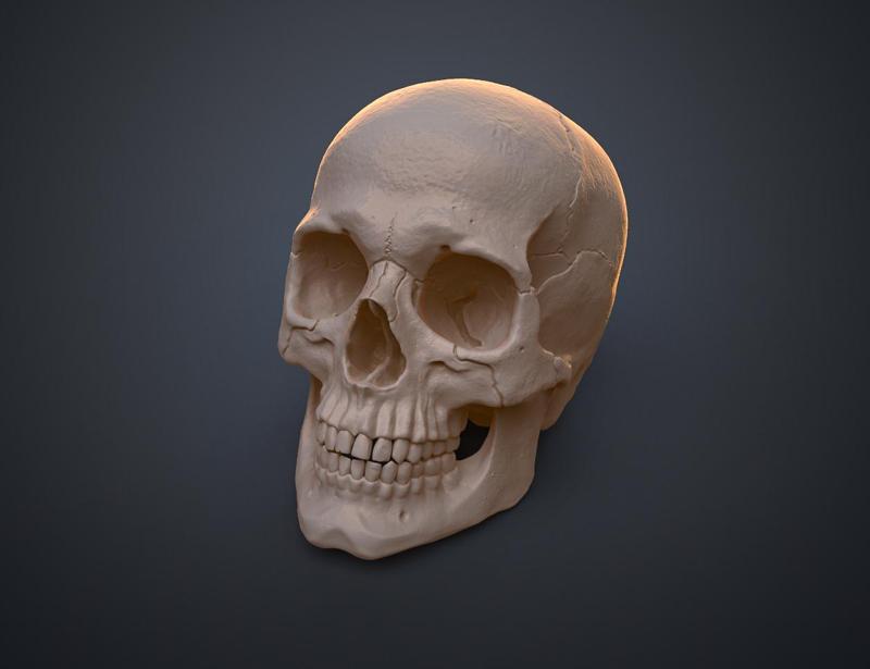 Anatomically Correct Human Skull by 3Demon