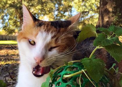 Catnip Cat Protector