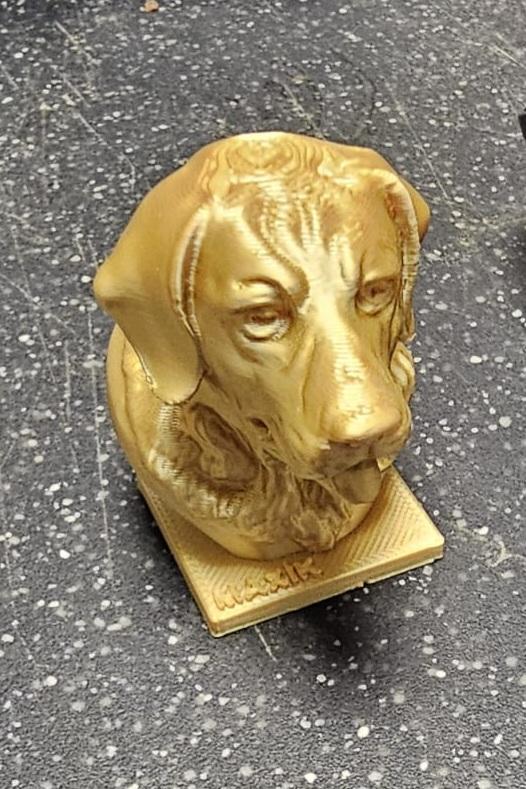 Labrador Retriever Head