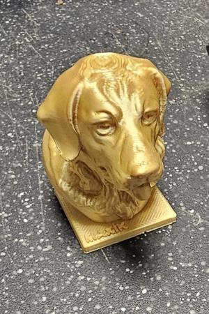 Labrador Retriever Head
