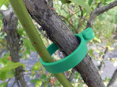 Plant Support Clip