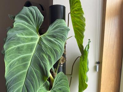 XL Heavy Duty Moss Pole - Grow HDMP