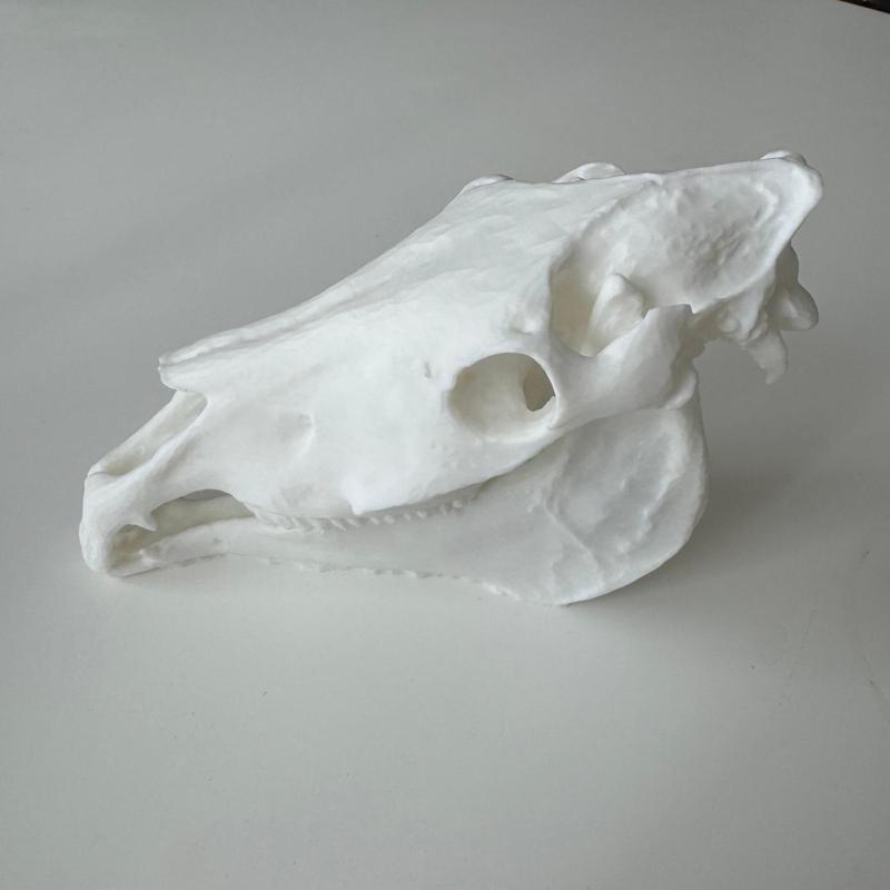 Horse Skull 3D Scan Fury