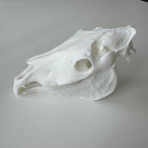 Horse Skull 3D Scan Fury