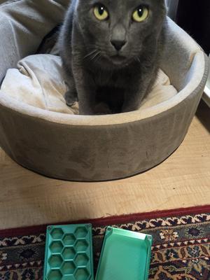 Dice Holder with roller top