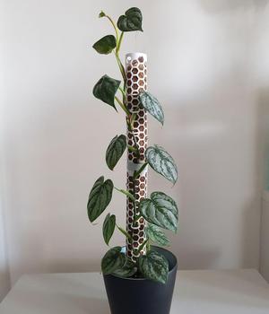 Rigid modular moss pole plants (sphagnum, coconut)