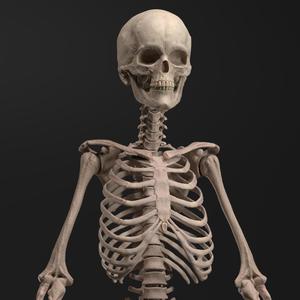 Skeleton - Anatomy Reference Figure (Pre-Supported)