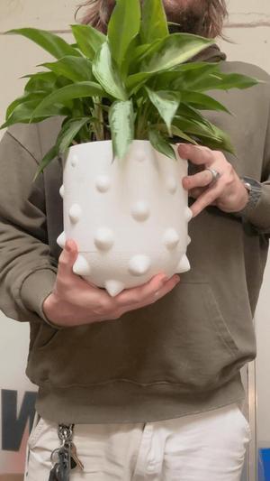 The Soft Spike Planter 145mm  (5.5")