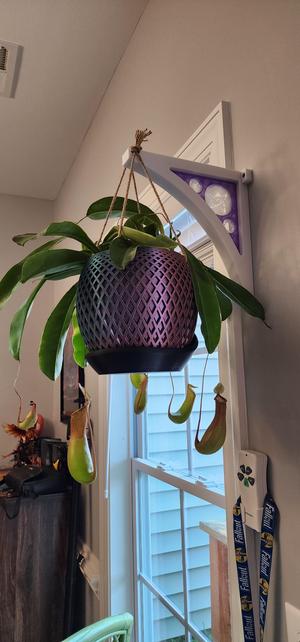 Arched Plant Hanger