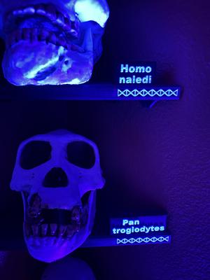 3D Skull Collection Labels