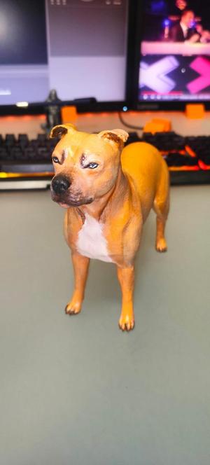 Pitbull Female Dog