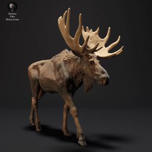 Moose