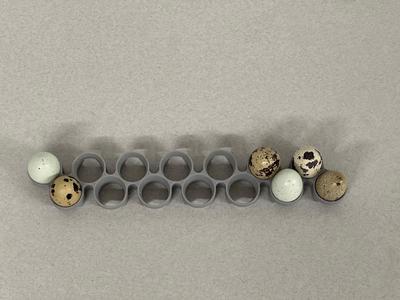 Maticoopx Incubator Quail Egg Tray (Regular sized eggs)