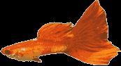 garlic podium model guppy