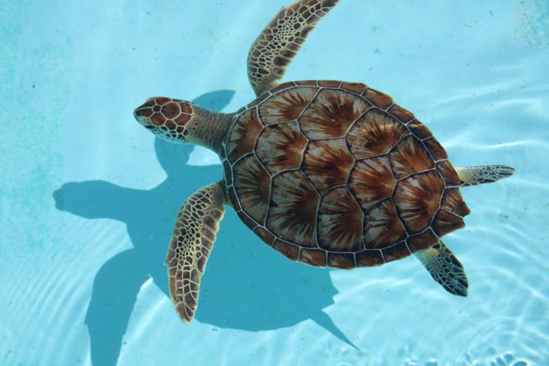 turtle 4 color hueforge