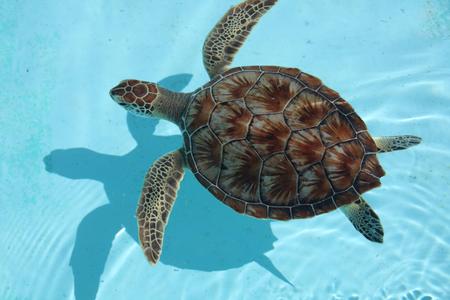 turtle 4 color hueforge