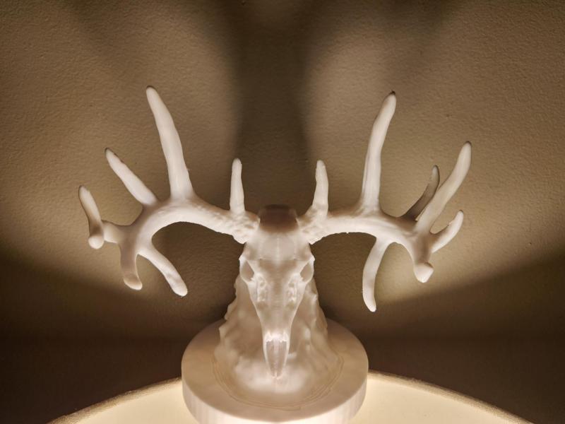 "Trophy Buck" Deer Skull with Base